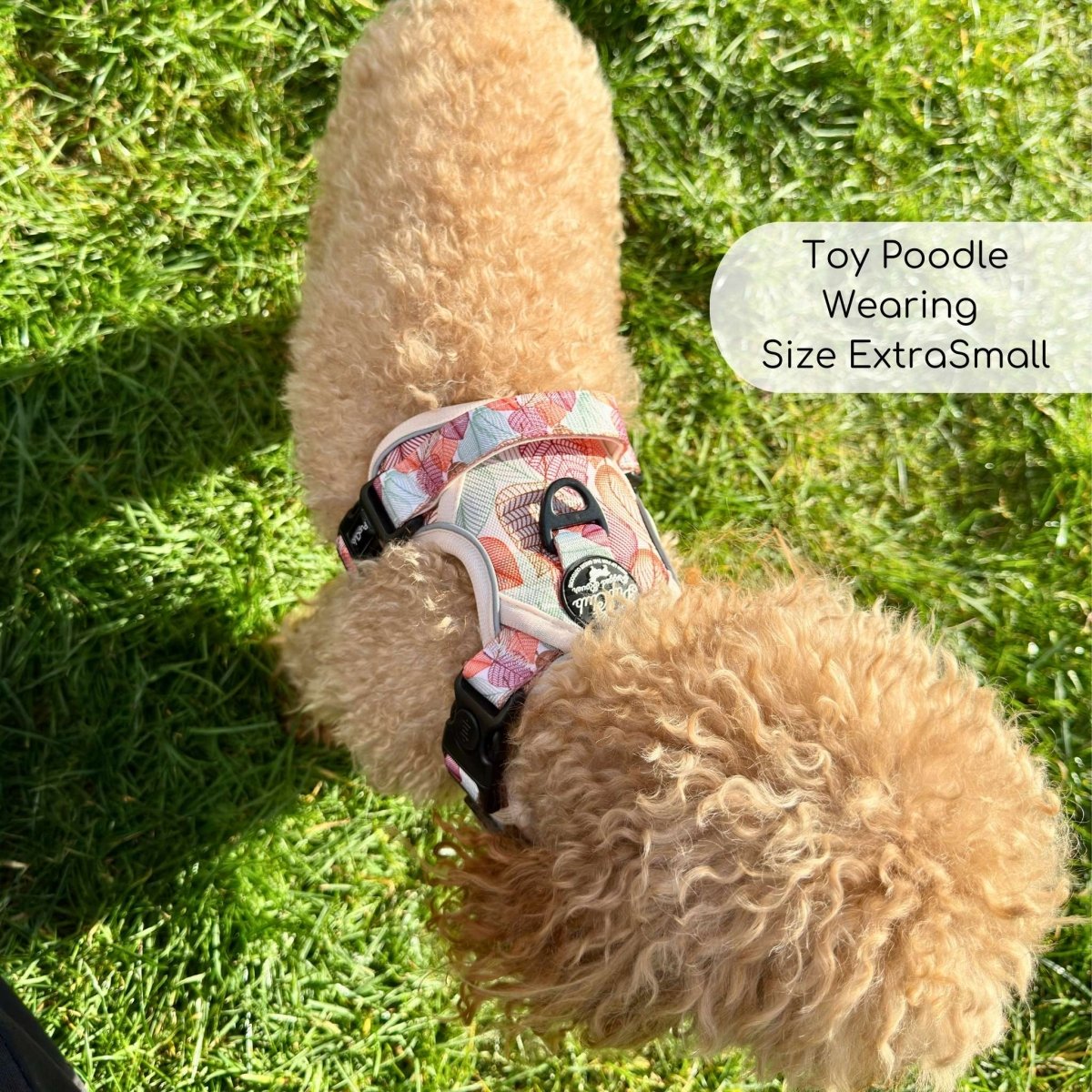 Toy Poodle wearing Rugged Rover Dog Harness - Autumn Breeze - Pupclub Couture