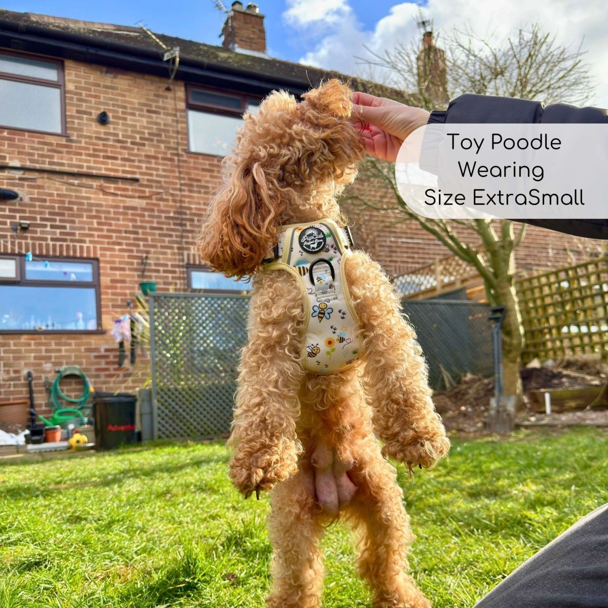 Bee-utiful Summer dog harness with bee design