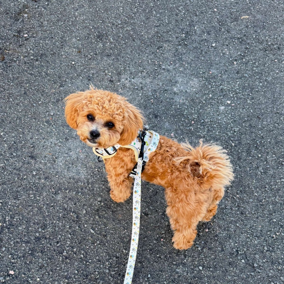 Puppy socialization with proper harness - new puppy training
