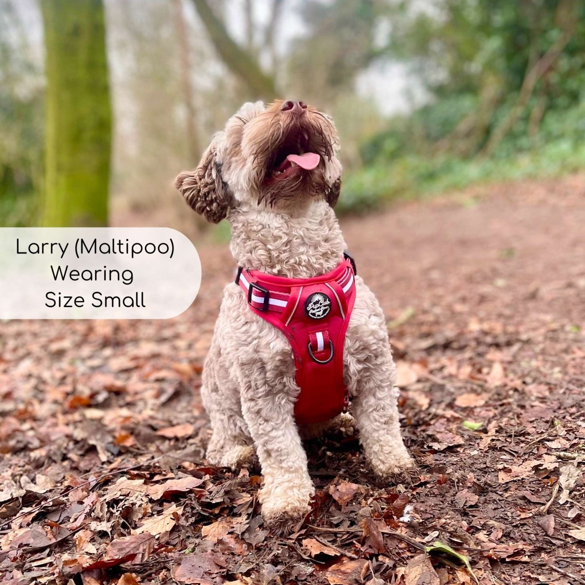 Maltipoo wearing small dog harness - best harness for small dogs UK