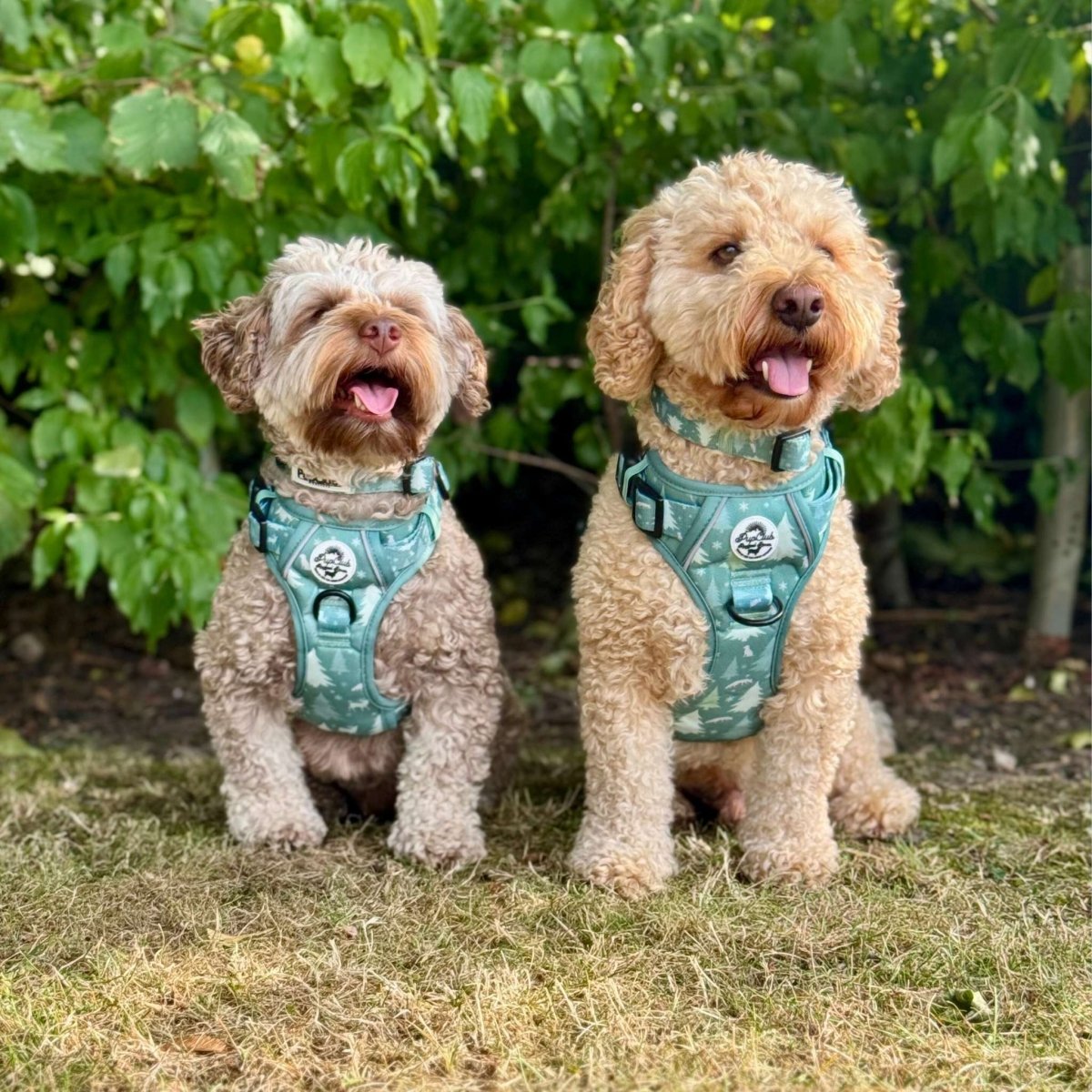 dogs wearing Rugged Rover Dog Harness - Evergreen Trails - Pupclub Couture
