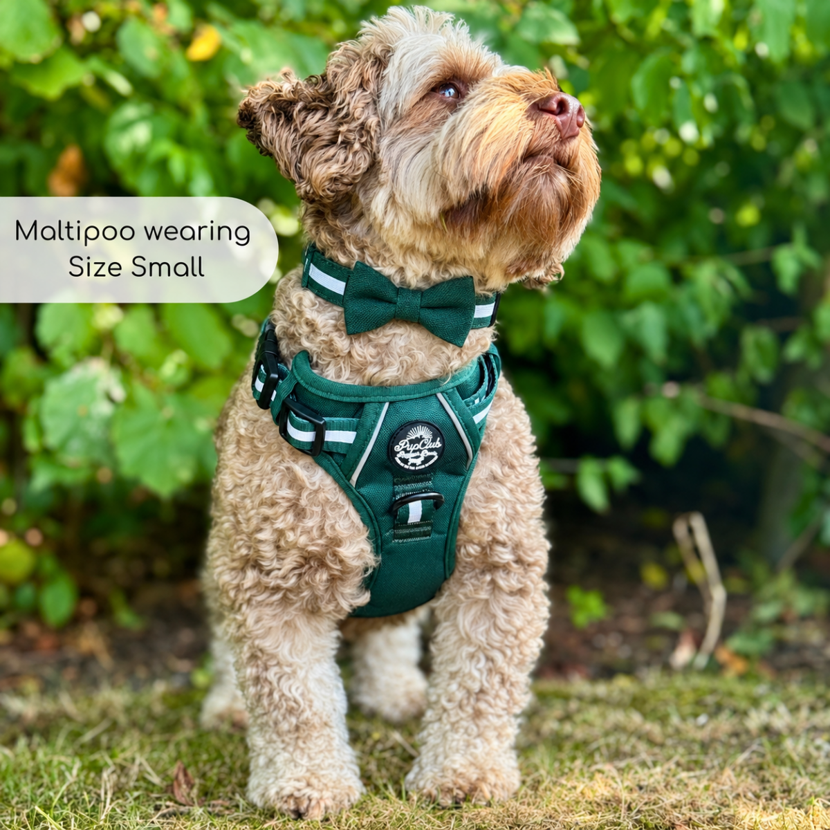 Poodle dog wearing Rugged Rover Dog Harness in Forest green - Pupclub Couture