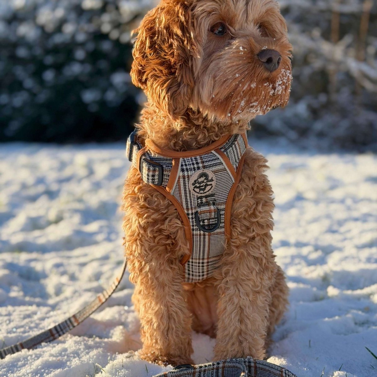 Dog in a plaid outfit standing in the snow - Pupclub Couture