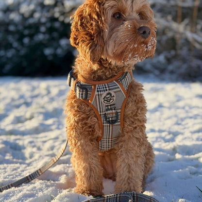Dog in a plaid outfit standing in the snow - Pupclub Couture