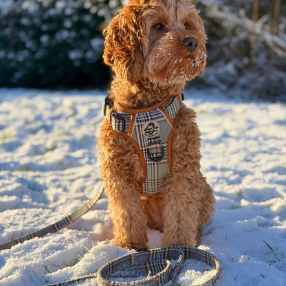 Cockapoo Dog sitting in the snow wearing a plaid harness with a leash - PupClub Couture