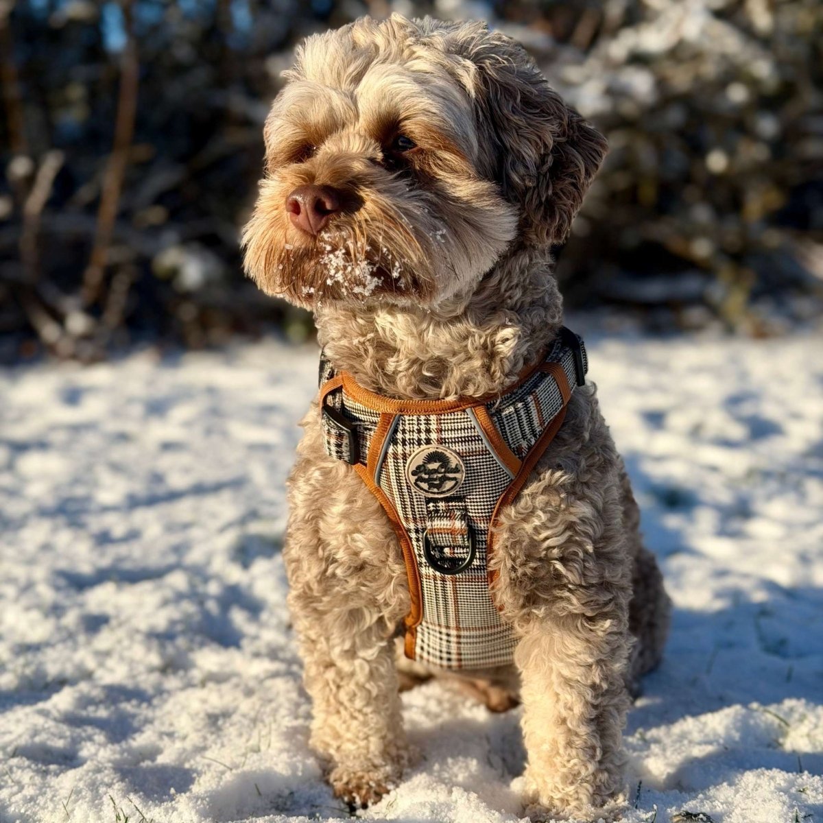 Maltipoo dog wearing a checkered Dog harness in the snow  PupClub Couture