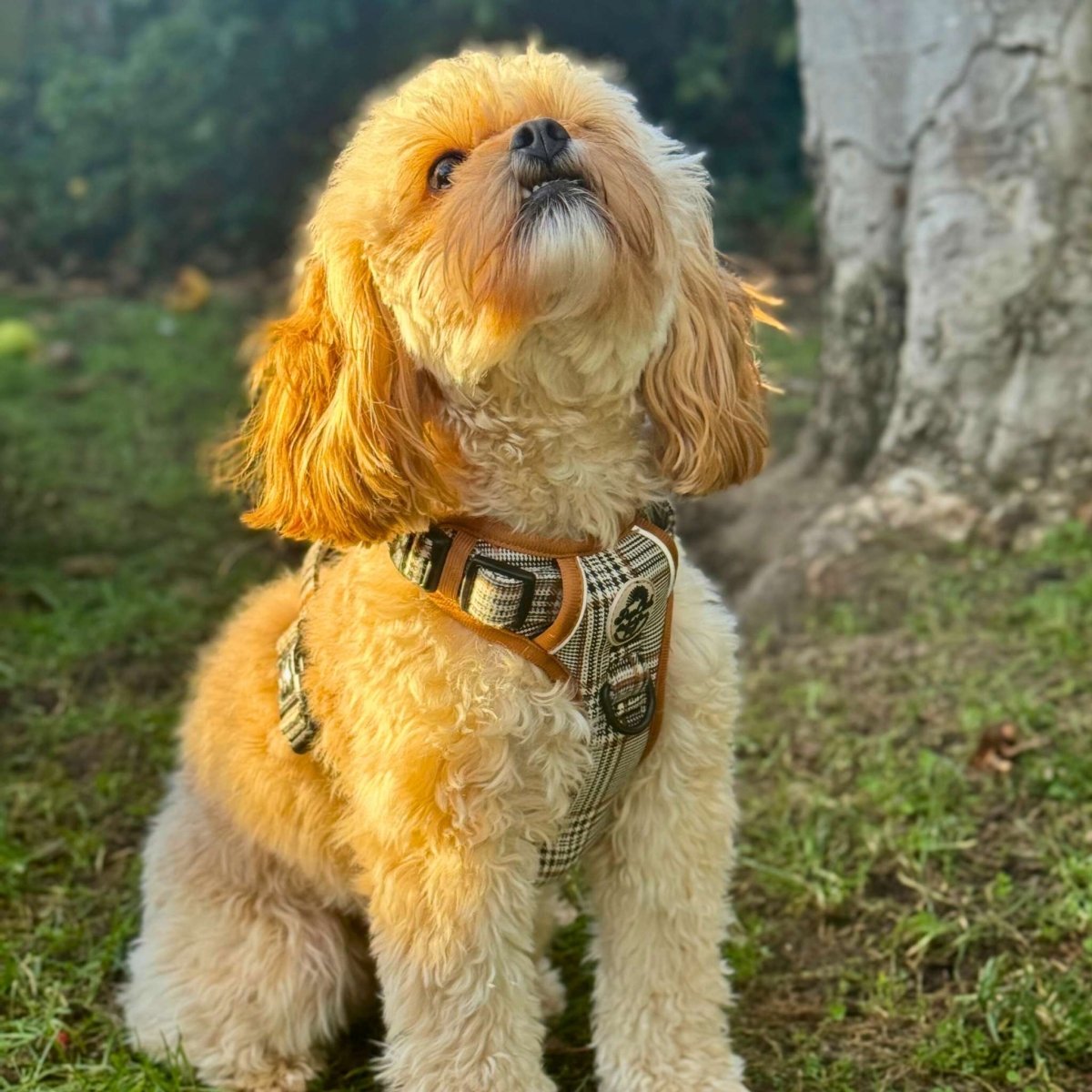 Dog wearing a harness in a grassy outdoor setting - PupClub Couture