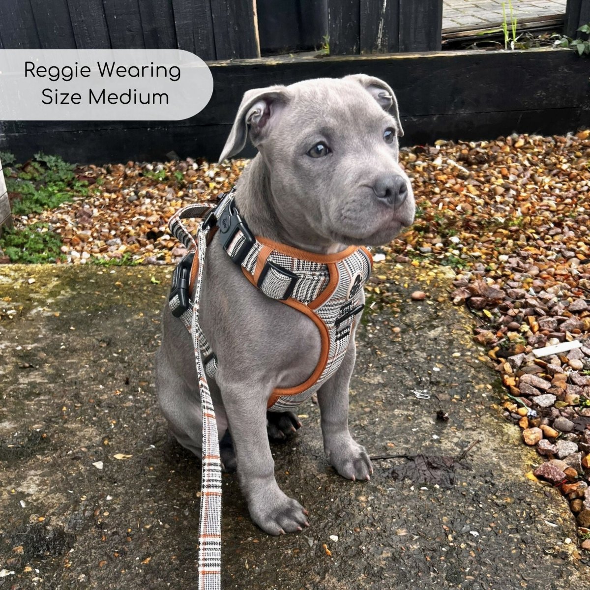Staffie dog wearing foxbury plaid no pull dog harness -  PupClub Couture