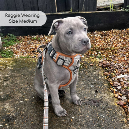 Staffie dog wearing foxbury plaid no pull dog harness -  PupClub Couture