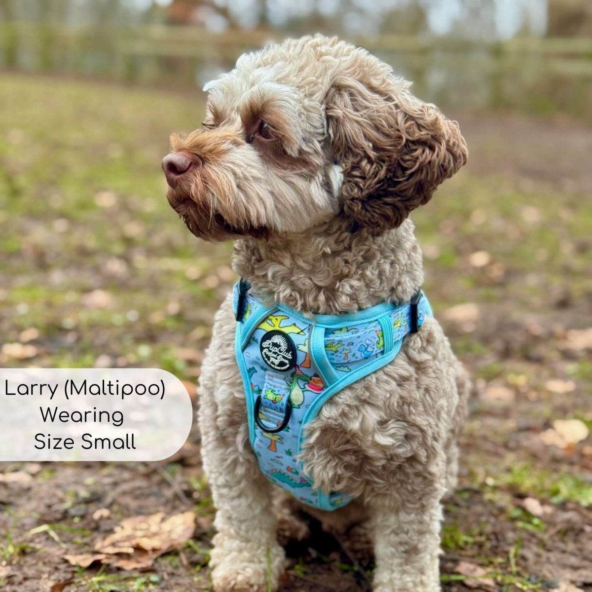 Maltipoo wearing Rugged Rover Dog Harness - Jurassic Party - Pupclub Couture