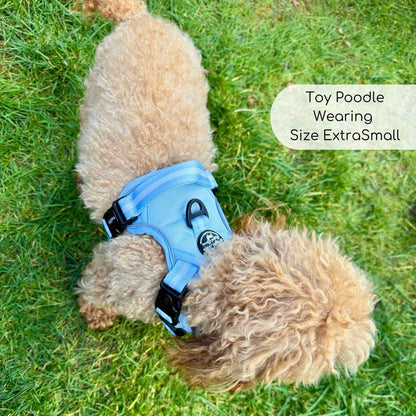 Toy Poodle wearing Rugged Rover Dog Harness - Pastel Blue - Pupclub Couture
