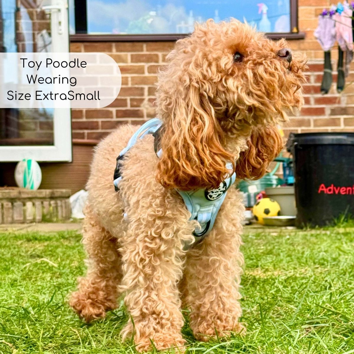 Toy Poodle wearing Rugged Rover Dog Harness - Pastel Blue - Pupclub Couture