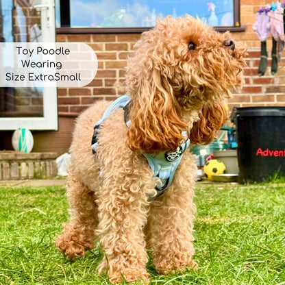 Toy Poodle wearing Rugged Rover Dog Harness - Pastel Blue - Pupclub Couture