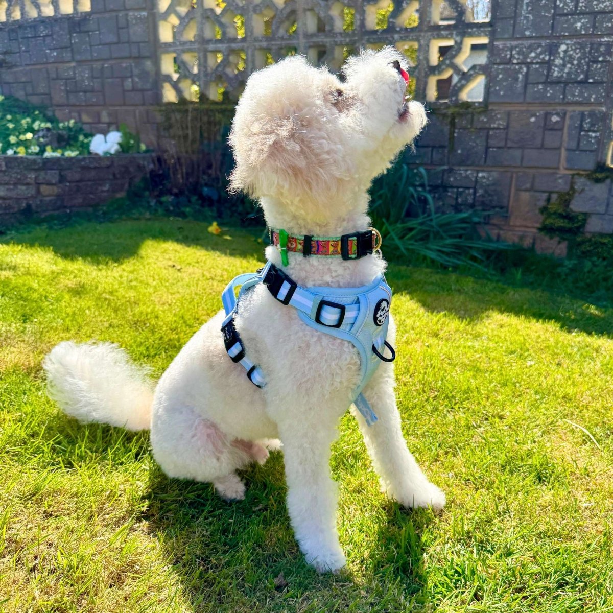 Rugged Rover Dog Harness - Pastel Blue - Pupclub Couture