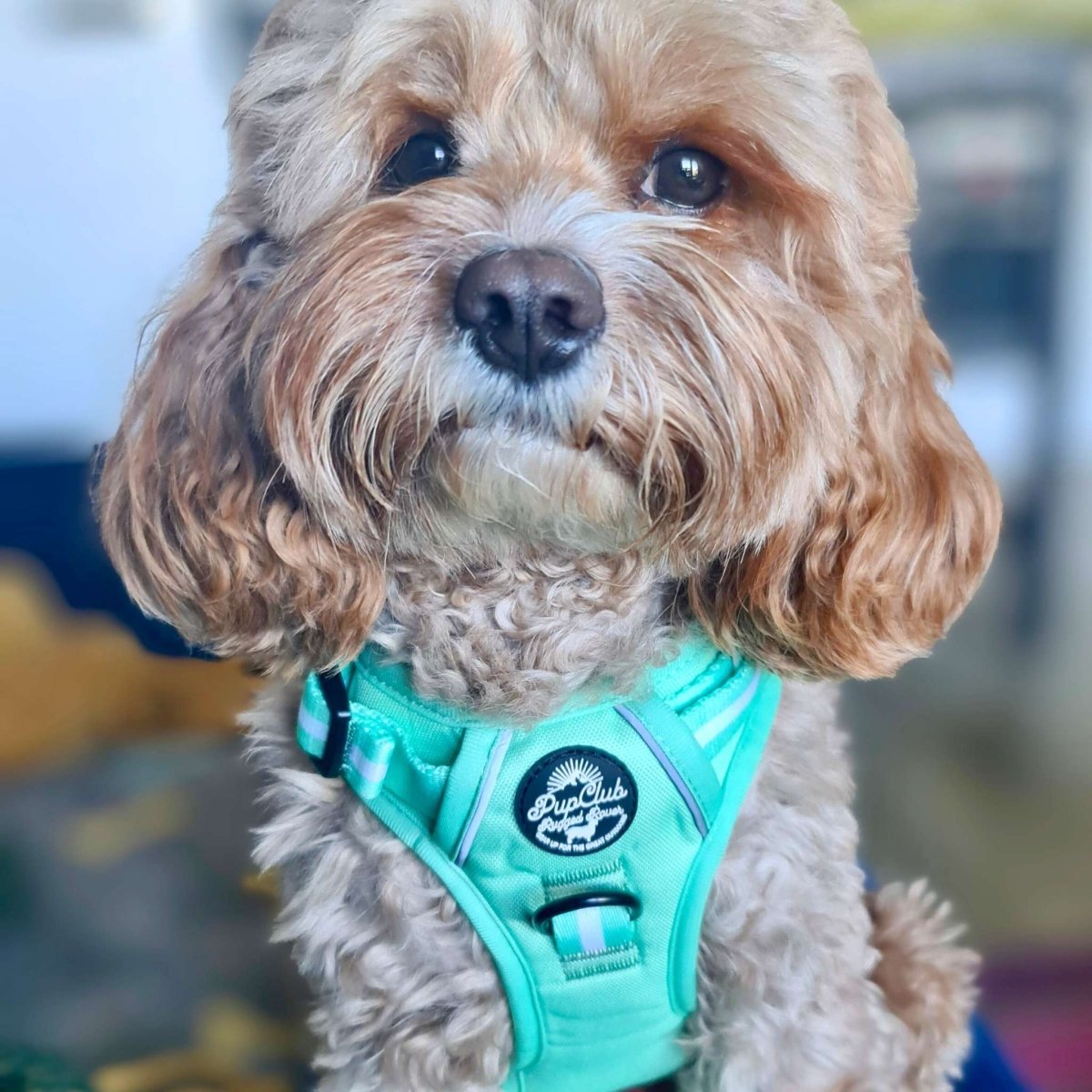 Rugged Rover Dog Harness - pastel Green - PupClub Couture