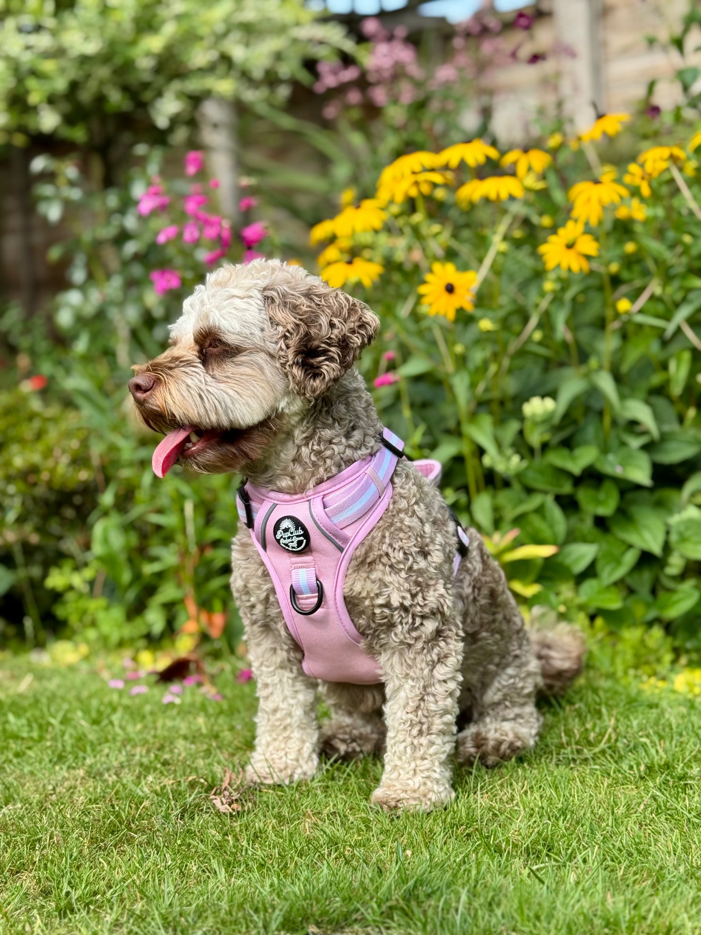 small dog wearing pastel pink rugged rover dog harness - Pupclub couture