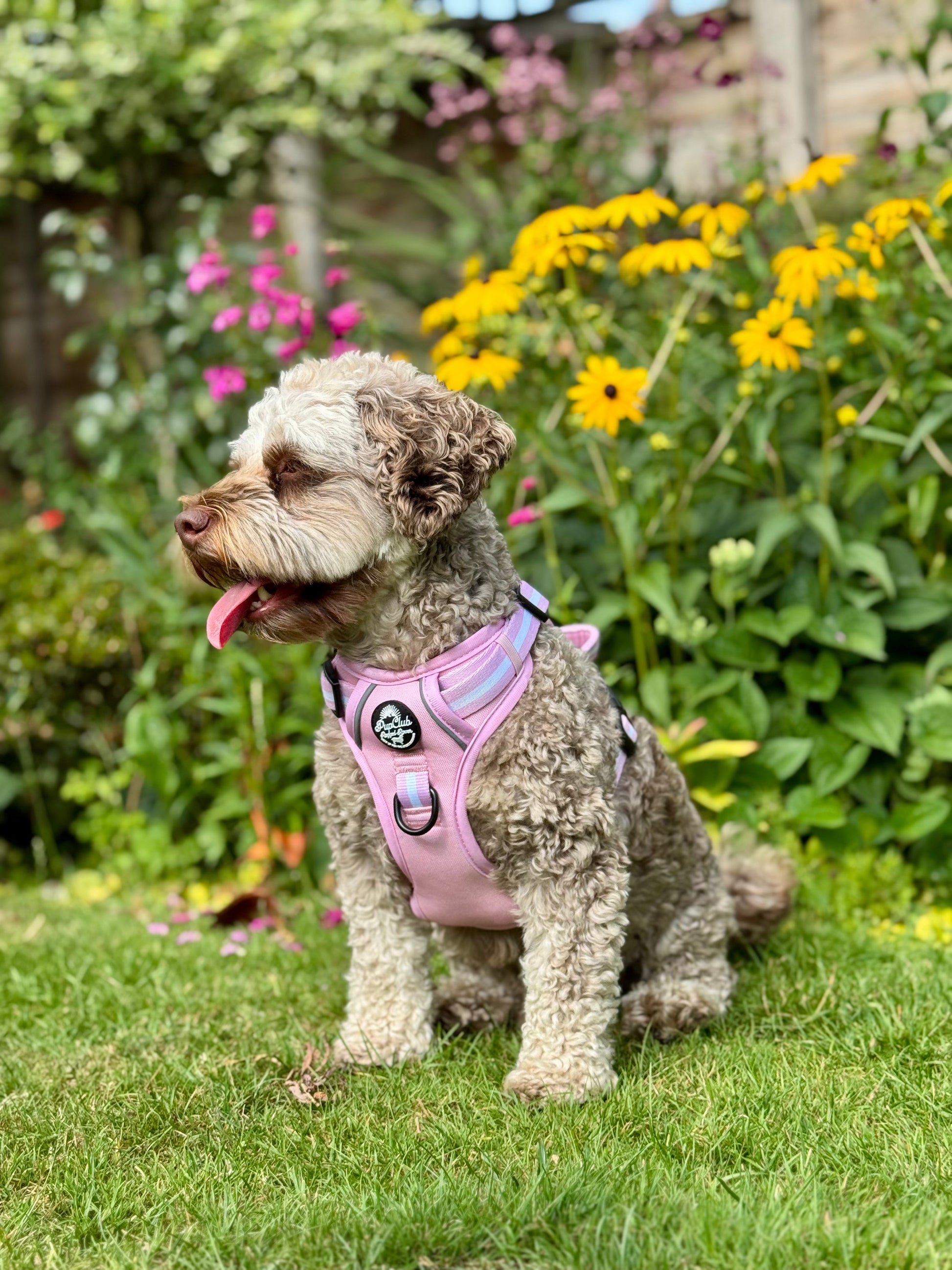 small dog wearing pastel pink rugged rover dog harness - Pupclub couture