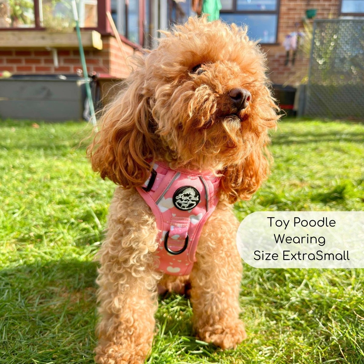 Toy Poodle with no-pull extra small dog harness - best harness for small dogs