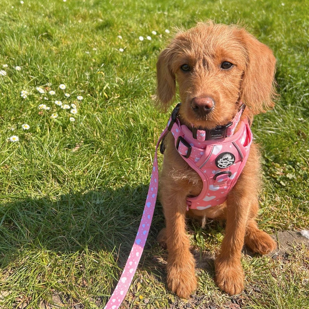 Puppy on walking routine with proper equipment