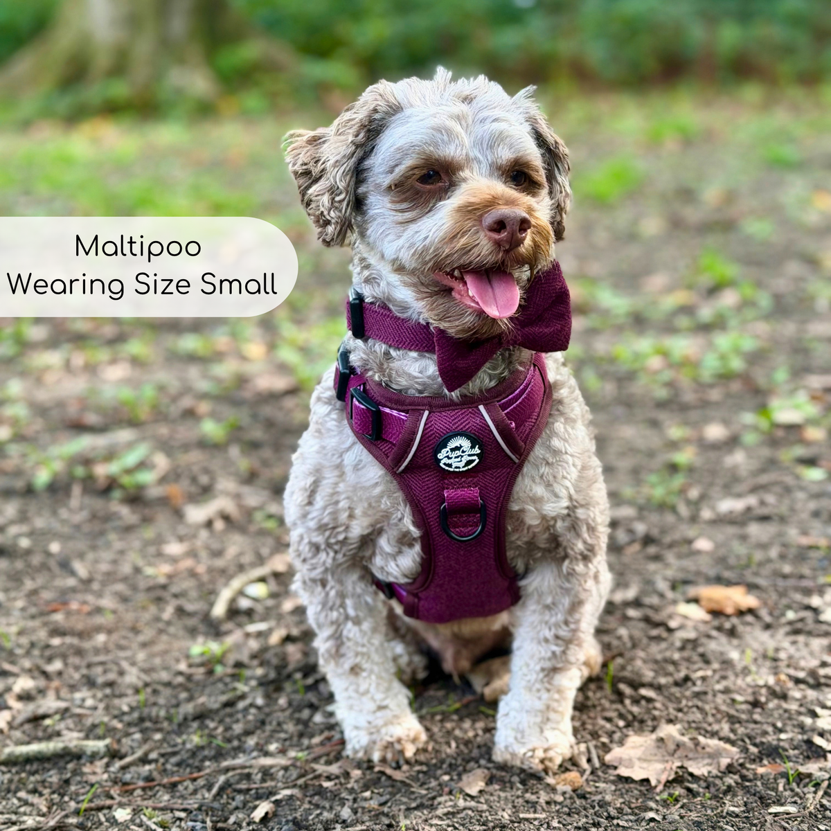 Maltipoo Dog Wearing Rugged Rover Dog Harness - Red Berry Tweed - Pupclub Couture
