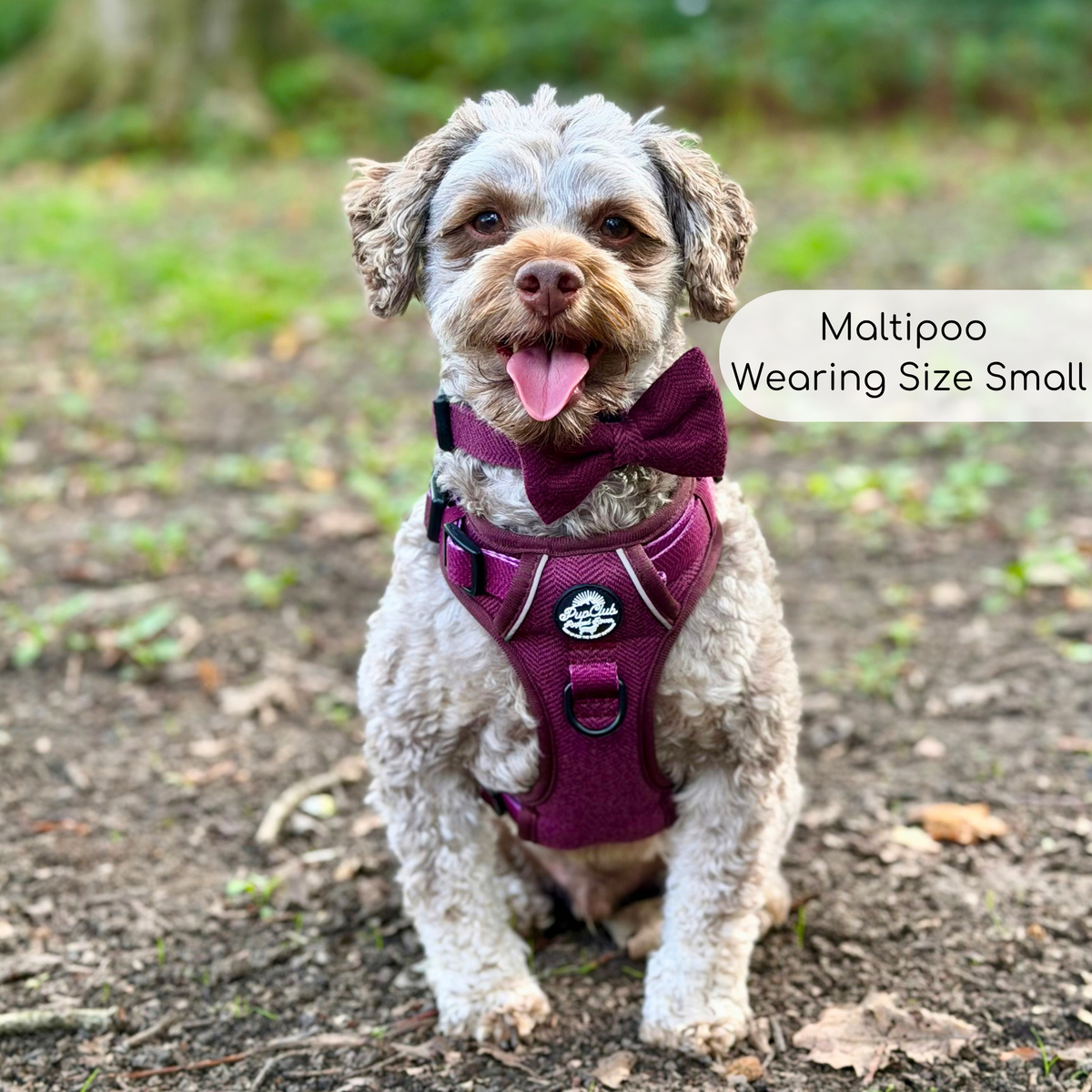 Cockapoo Dog Wearing Rugged Rover Dog Harness - Red Berry Tweed - Pupclub Couture