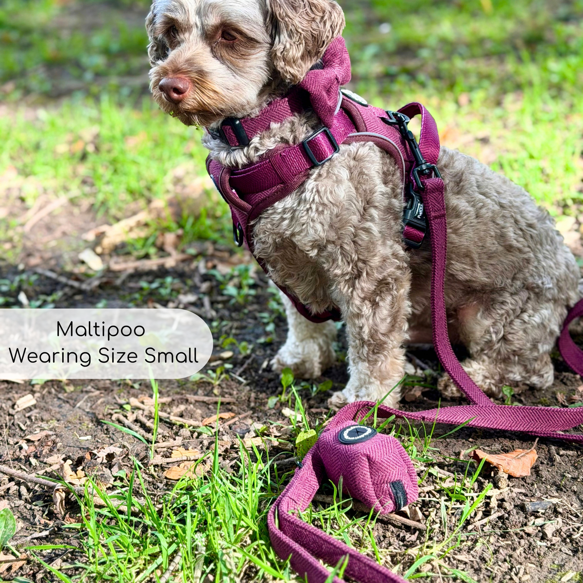 Poodle Dog Wearing Rugged Rover Dog Harness - Red Berry Tweed - Pupclub Couture