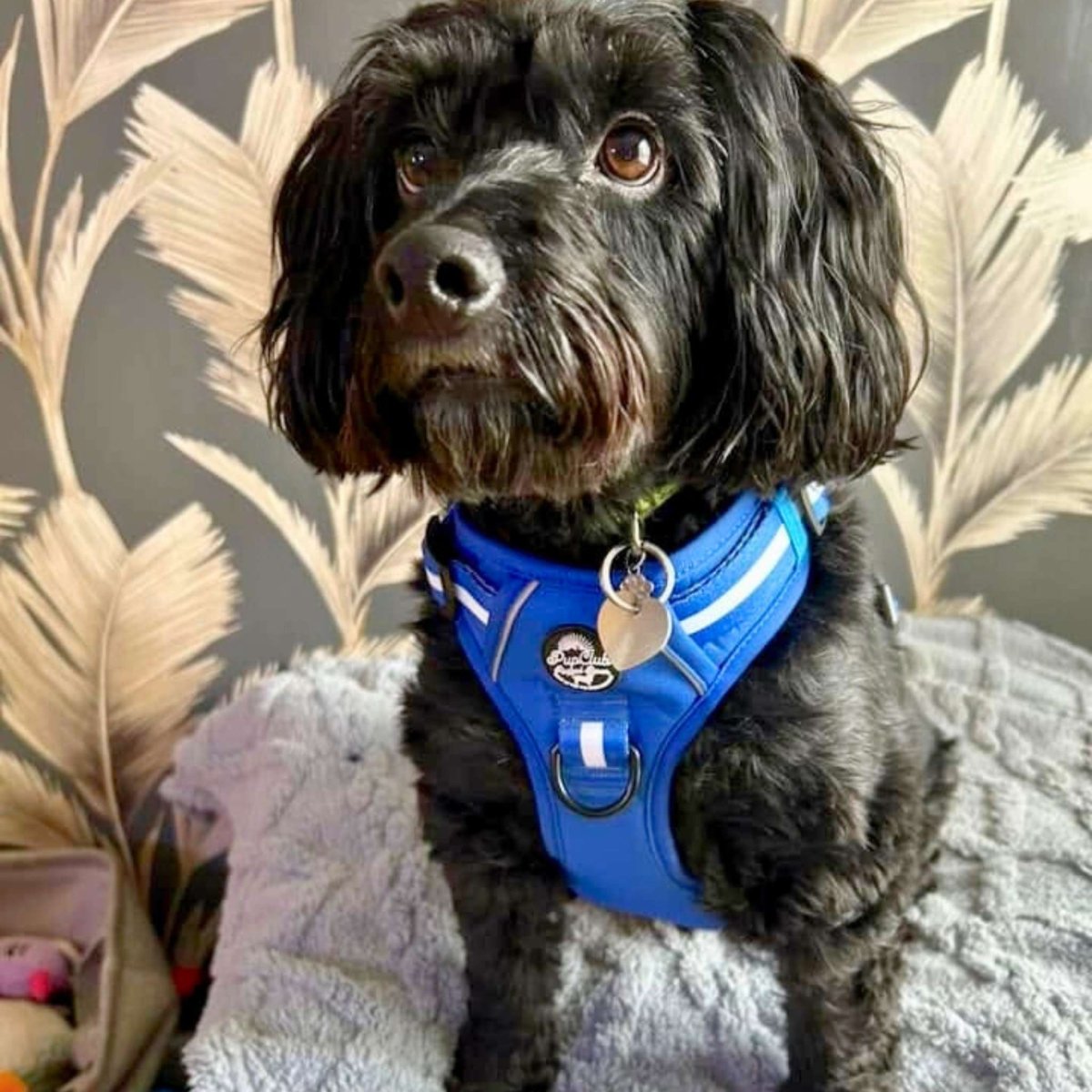Rugged Rover Dog Harness - Royal blue - Pupclub Couture