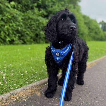 Black Cockapoo dog wearing Rugged Rover Dog Harness - Royal Blue - Pupclub Couture