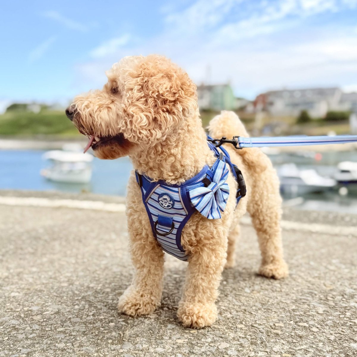 Cavapoo dog wearing Rugged Rover No Pull Dog Harness - Sea Breeze Strpes - PupClub Couture