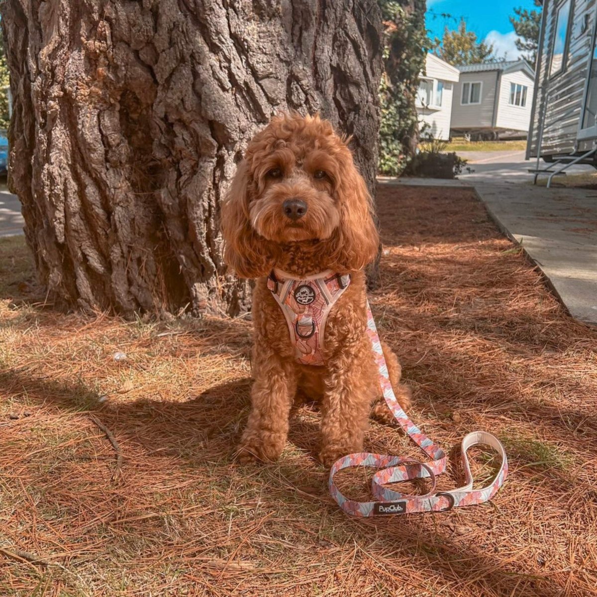 Rugged Rover™ No Pull Dog Harness - Autumn Breeze - PupClub Couture