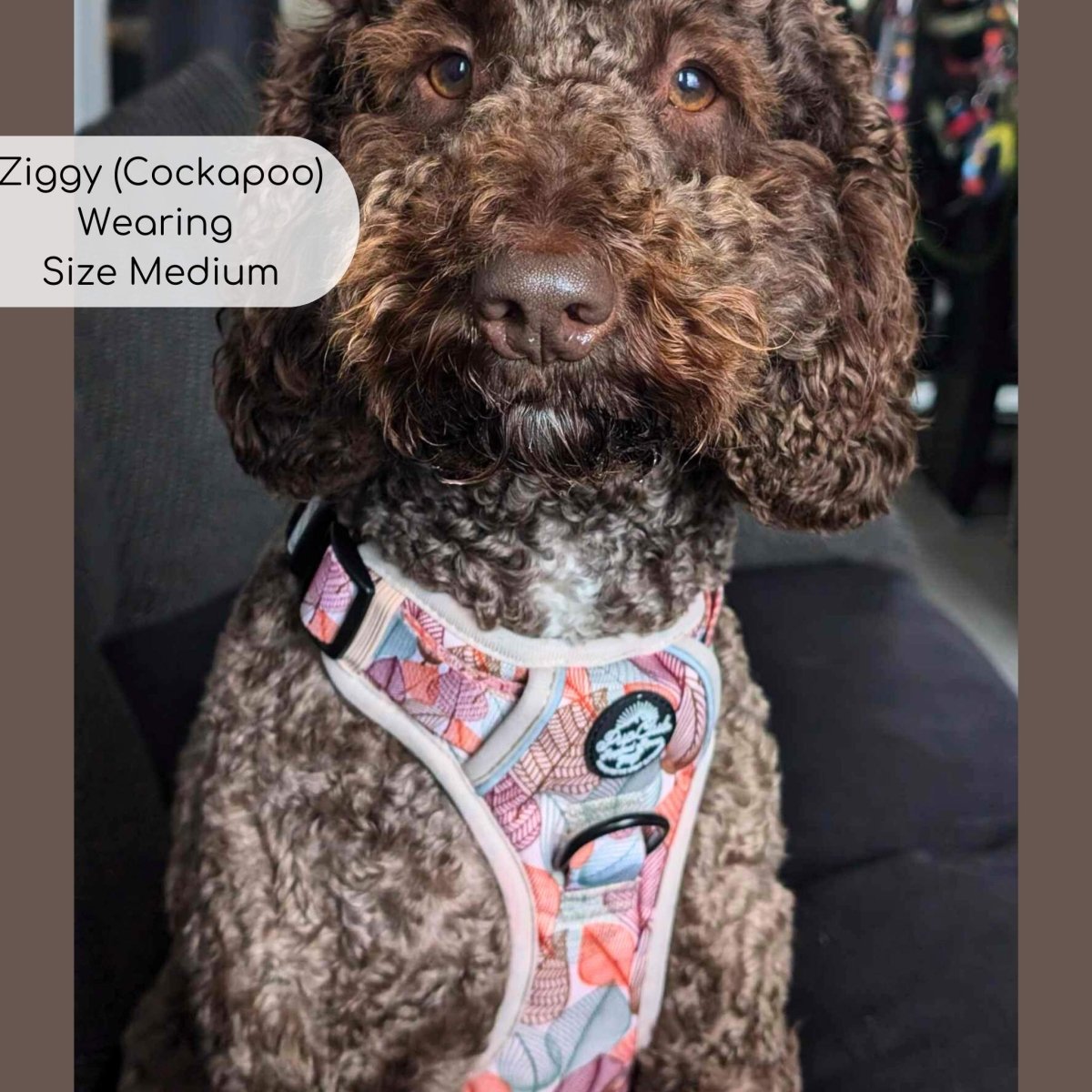 Cockapoo wearing rugged rover dog harness - autumn breeze - PupClub Couture
