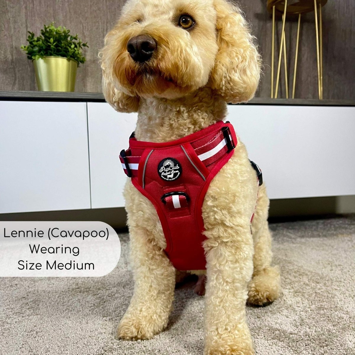 Cavapoo wearing Rugged Rover Dog Harness - Berry Red - Pupclub Couture