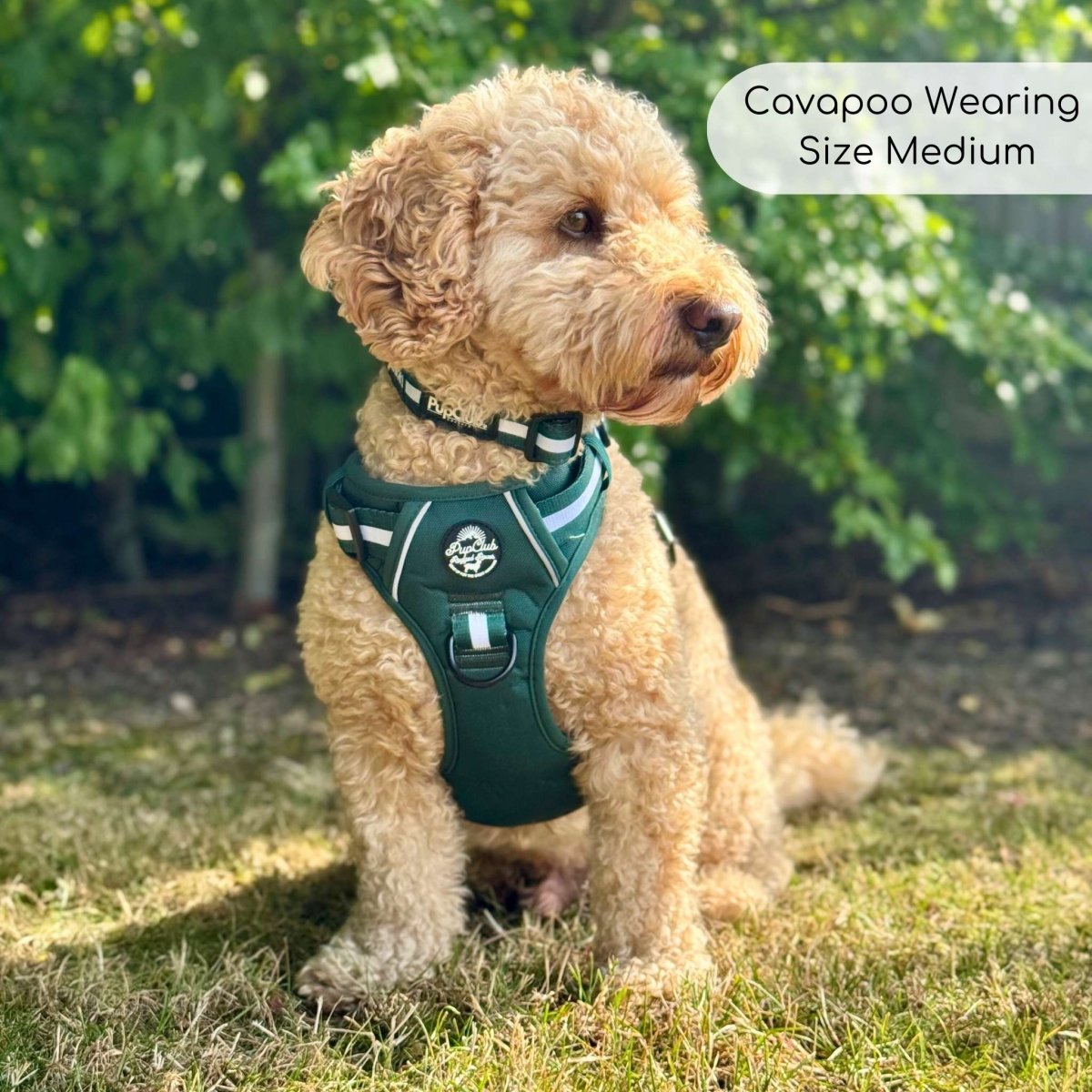 Cavapoo wearing Rugged Rover Dog Harness - Forest Green - Pupclub Couture