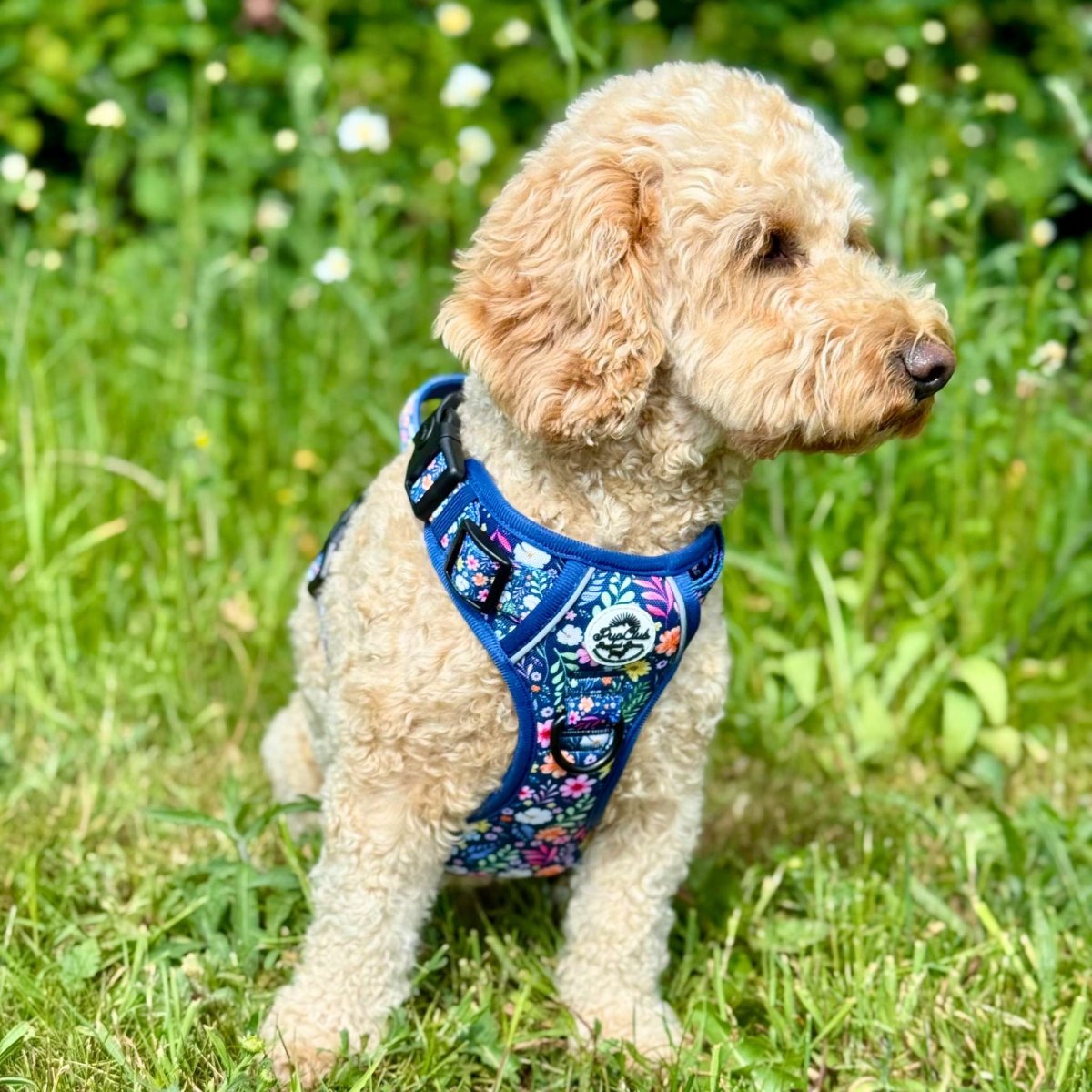 Cavapoo dog wearing Rugged Rover Dog Harness - Summer Meadow - PupClub Couture