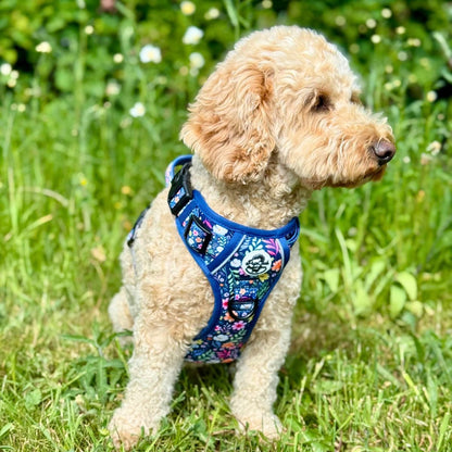 Cavapoo dog wearing Rugged Rover Dog Harness - Summer Meadow - PupClub Couture