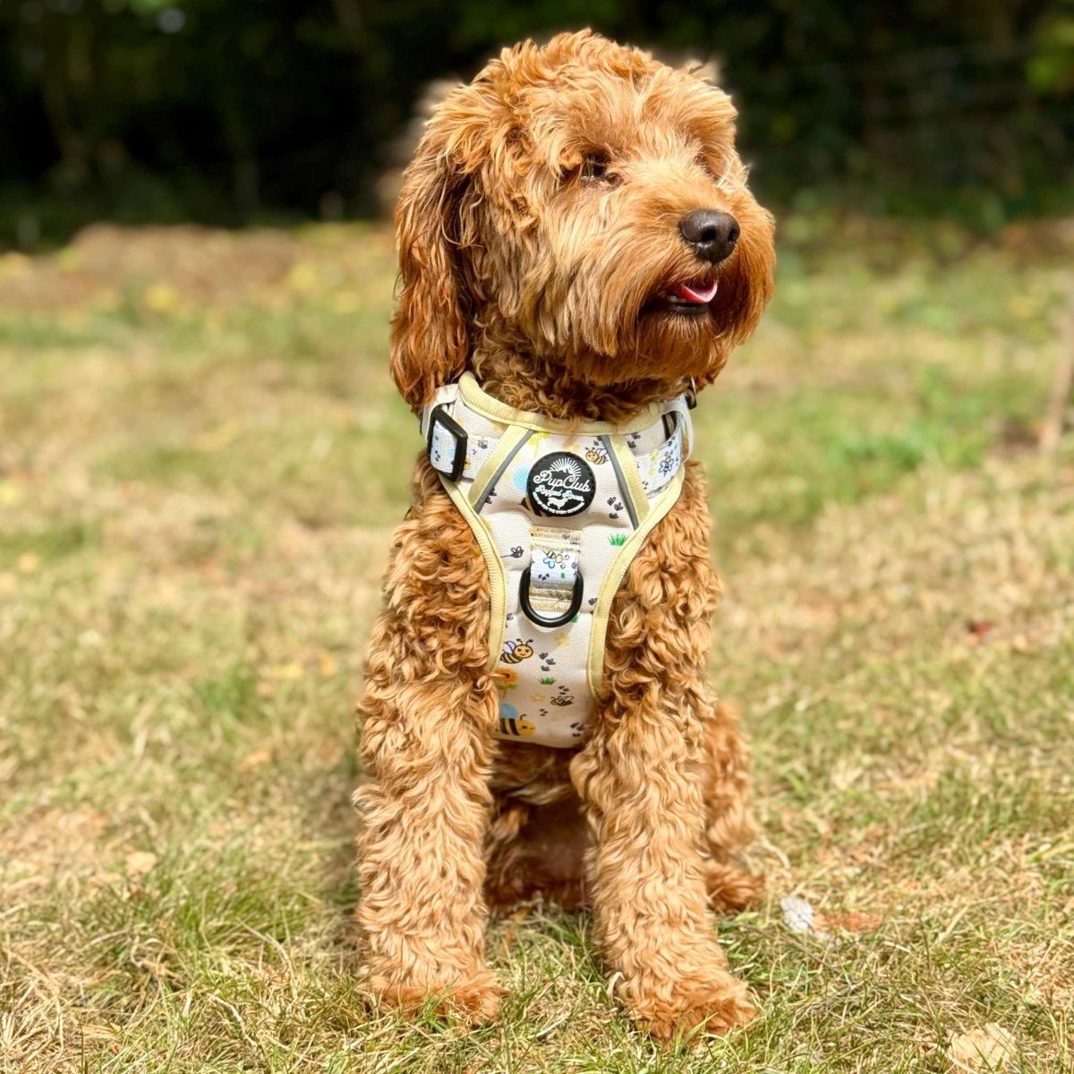Cockapoo wearing Rugged Rover Dog Harness - Bee-utiful Summer - Pupclub Couture