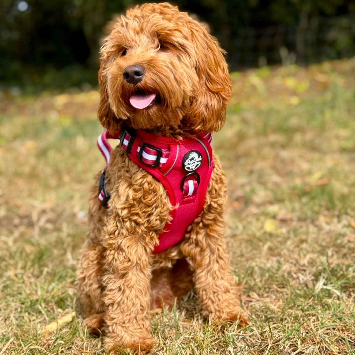 Cockapoo wearing Rugged Rover Dog Harness - Berry Red - Pupclub Couture