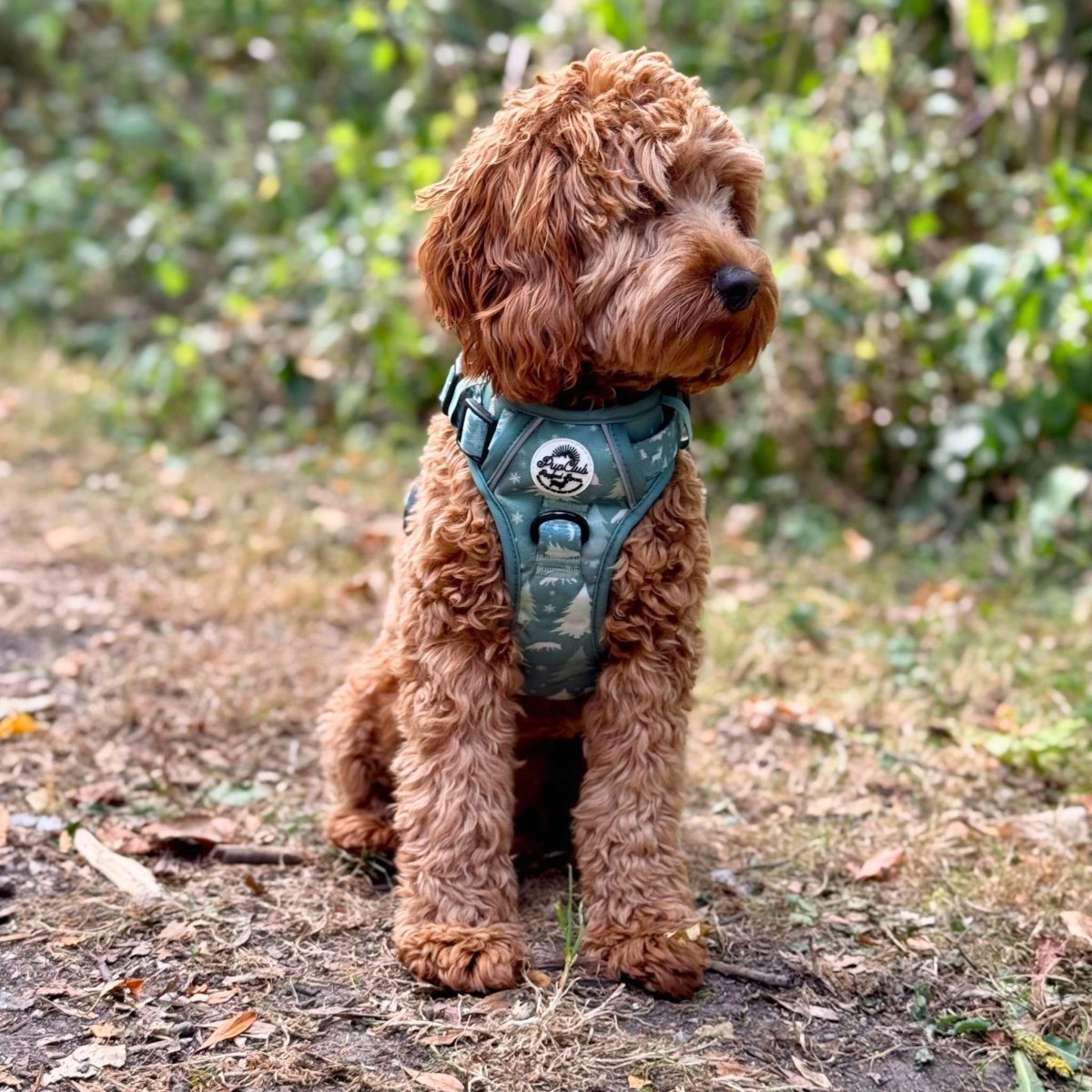Cockerpoo wearing Rugged Rover Dog Harness - Evergreen Trails - Pupclub Couture
