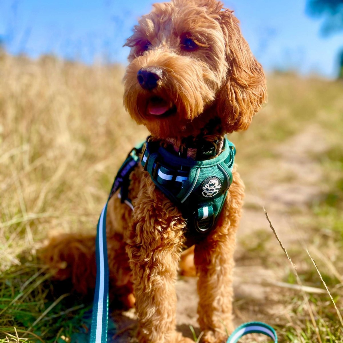 Cockapoo wearing Rugged Rover Dog Harness - Forest Green - Pupclub Couture