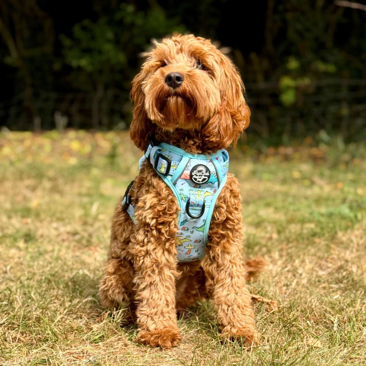 Cockapoo wearing Rugged Rover Dog Harness - Jurassic Party - Pupclub Couture