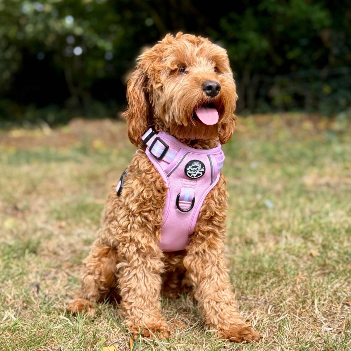 Cockapoo wearing Rugged Rover Dog Harness - Pastel Pink - Pupclub Couture