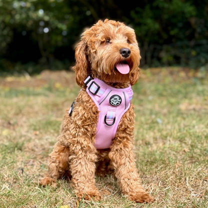 Cockapoo wearing Rugged Rover Dog Harness - Pastel Pink - Pupclub Couture