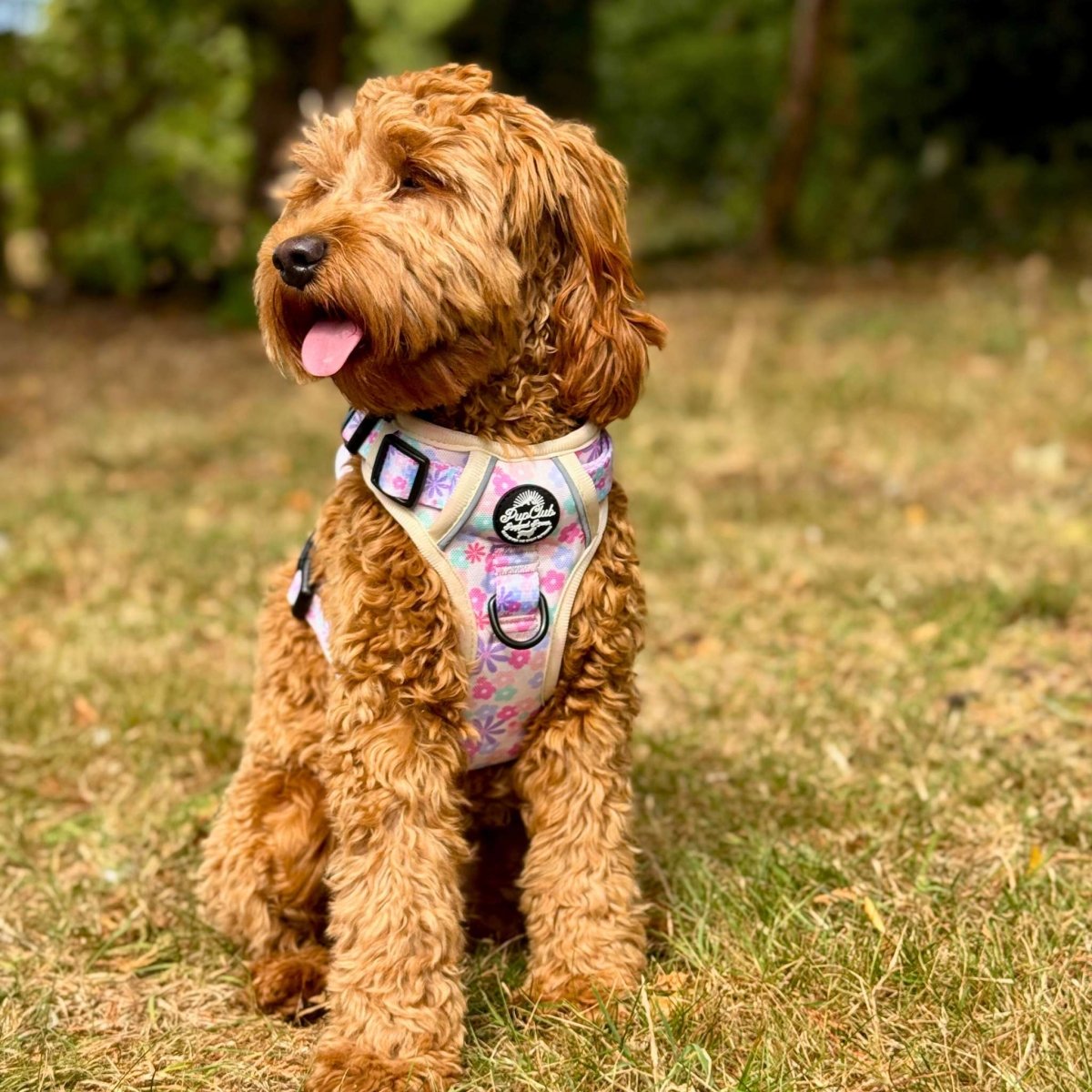 Cockapoo wearing Rugged Rover Dog Harness - Pretty Petals - Pupclub Couture