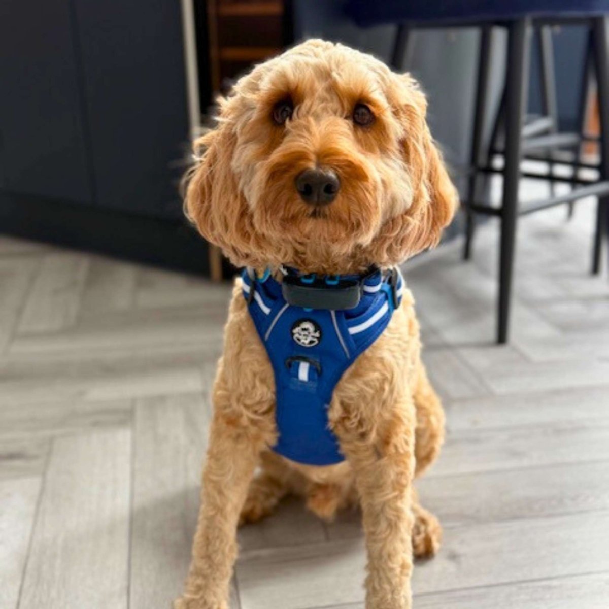 Cockapoo wearing Rugged Rover Dog Harness - Royal Blue - Pupclub Couture