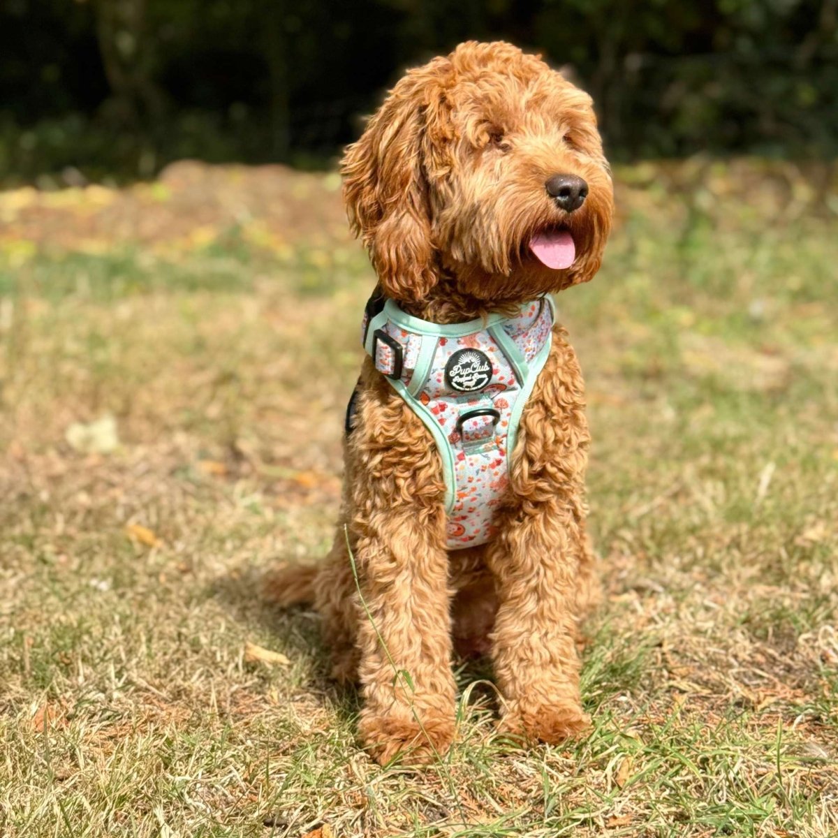 Cockapoo wearing Rugged Rover Dog Harness - Woodland friends - Pupclub Couture