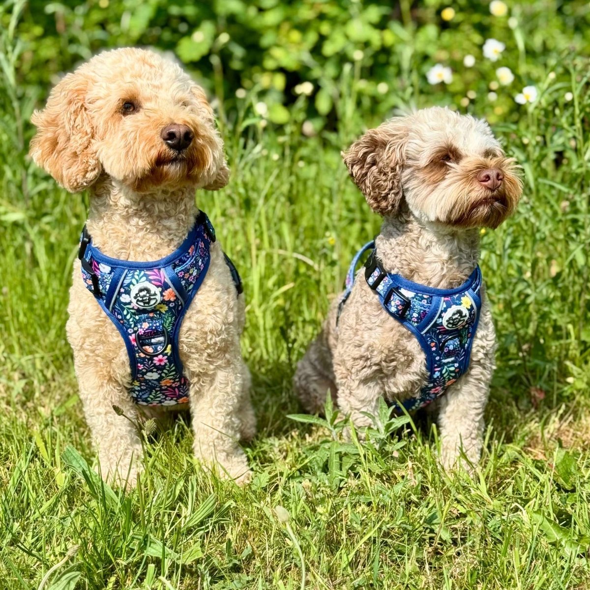 dogs wearing Rugged Rover Dog Harness - Summer Meadow - PupClub Couture