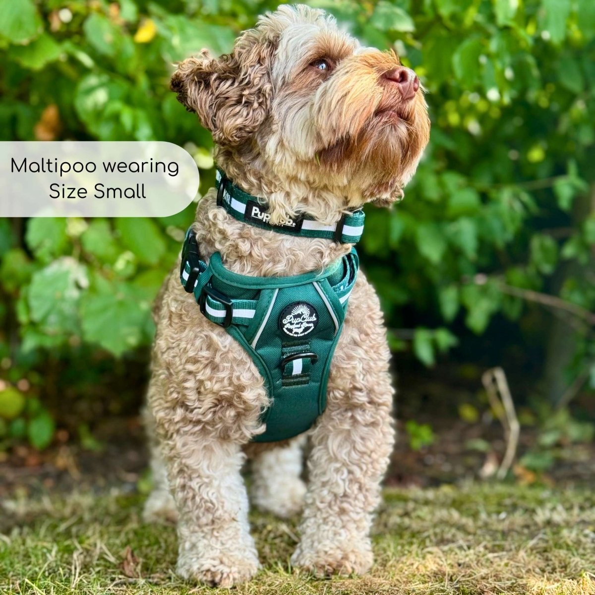 Maltipoo wearing Rugged Rover Dog Harness - Forest Green - Pupclub Couture