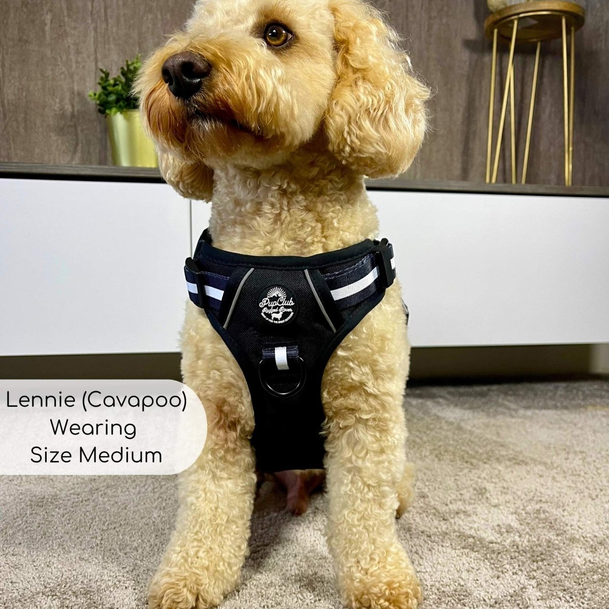 Cockapoo wearing Rugged Rover Dog Harness - Midnight Black - Pupclub Couture