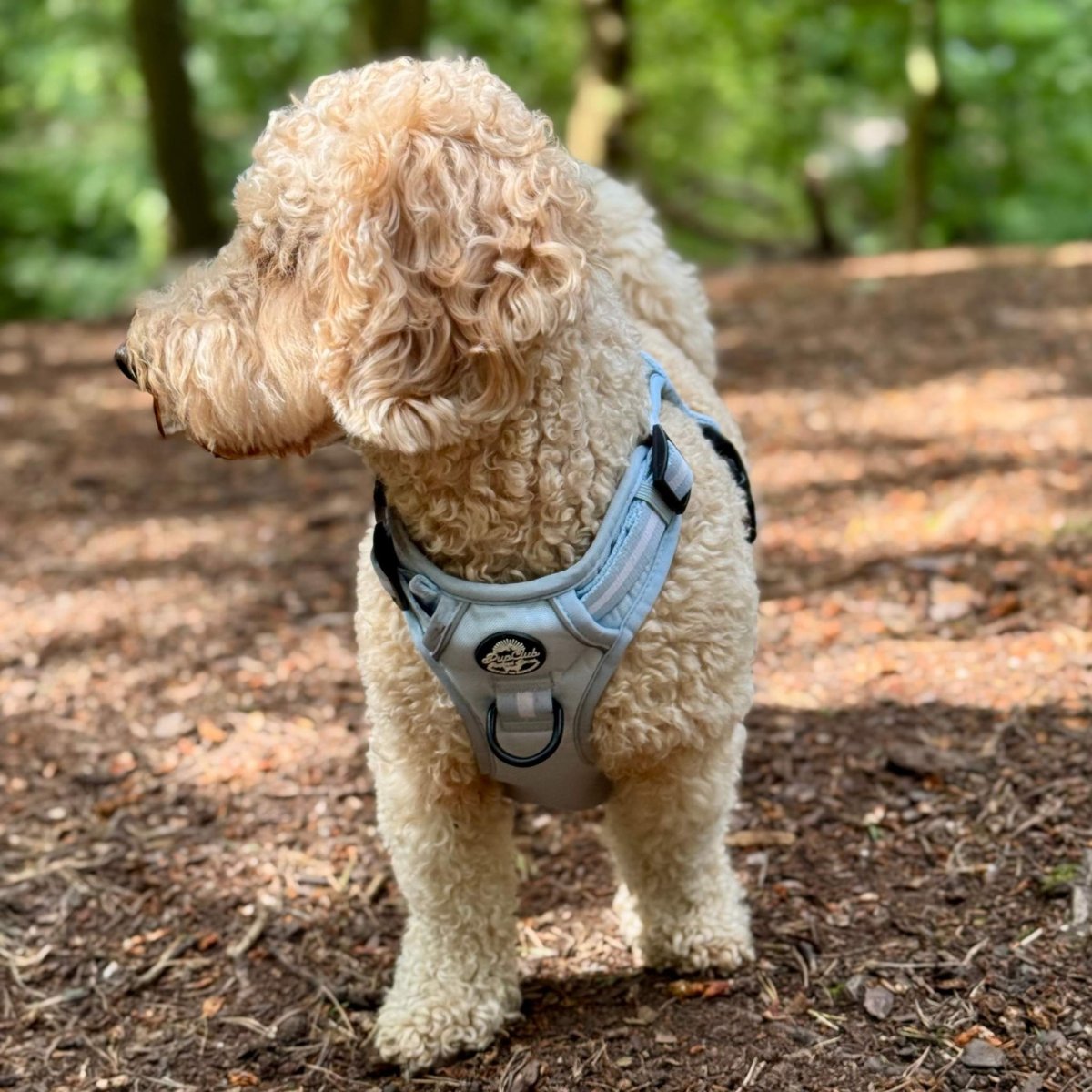 cockapoo wearing medium Pastel blue rugged rover dog harness from Pupclub Couture