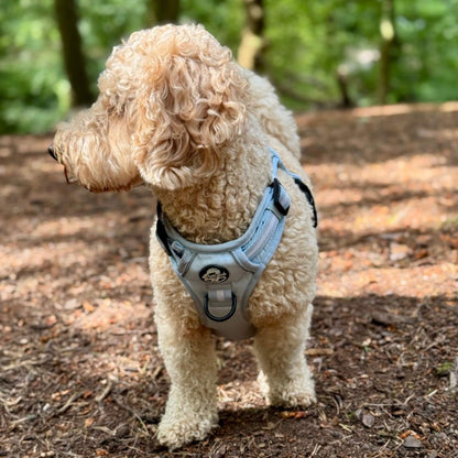 cockapoo wearing medium Pastel blue rugged rover dog harness from Pupclub Couture
